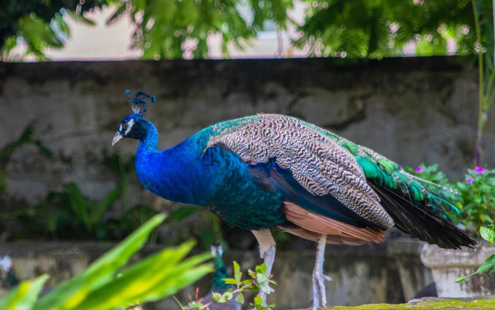 Sweetfield Manor Hotel Bridgetown Buitenkant foto