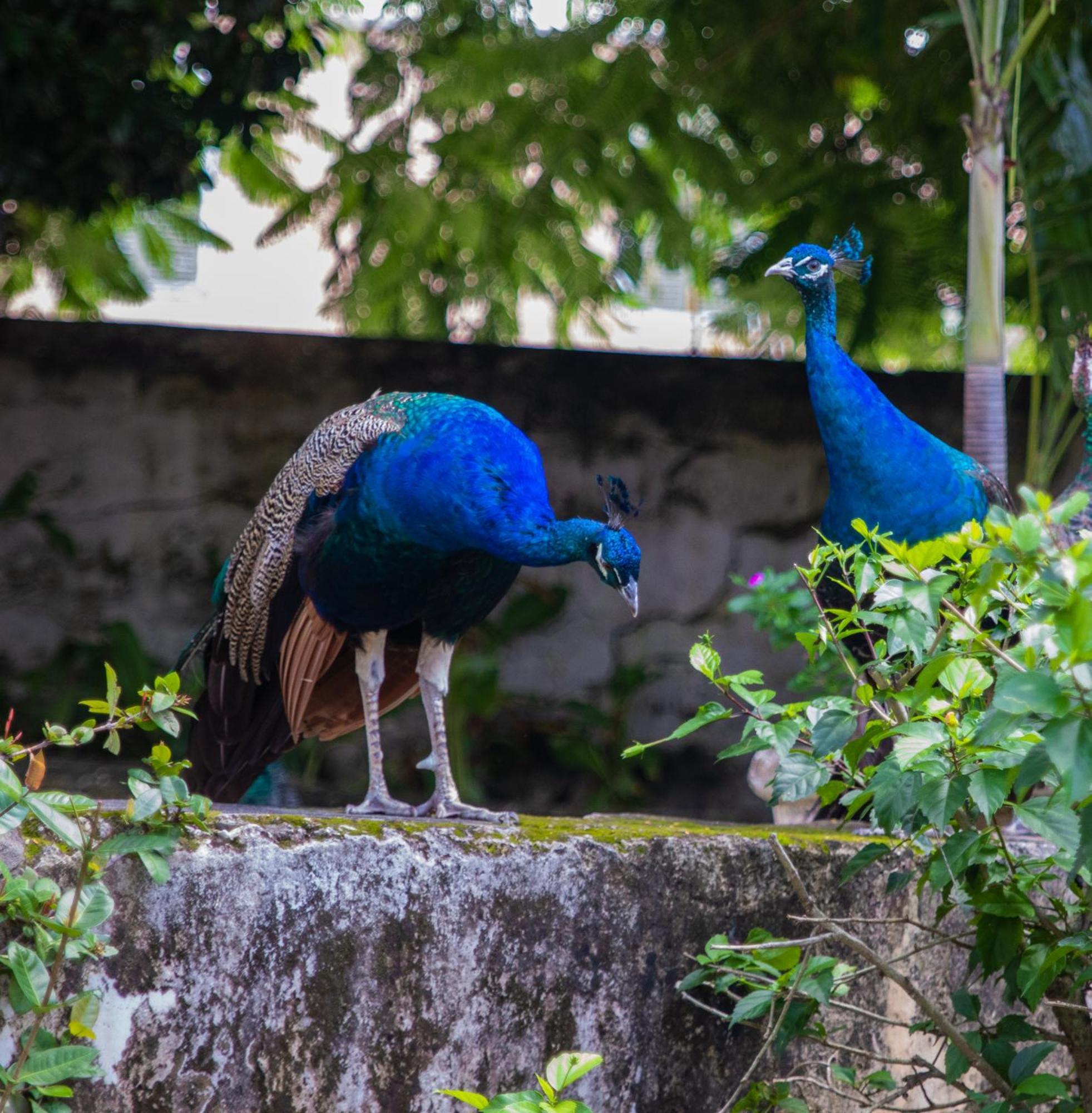 Sweetfield Manor Hotel Bridgetown Buitenkant foto